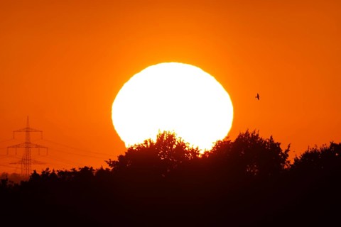 The sun rises next to some electricity pylons while a bird flies by
