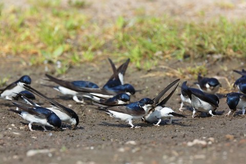 Common house martin