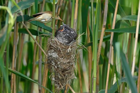 Common cuckoo