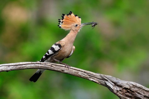 Hoopoe