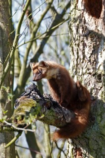 European pine marten