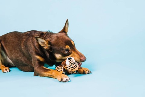 Dog with toy