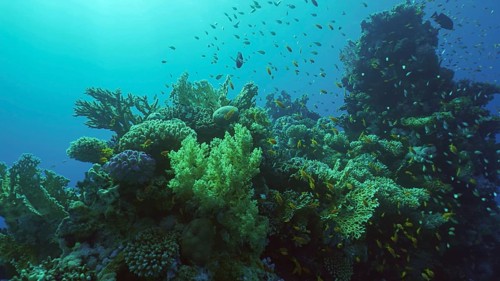 Beautiful tropical coral reef in coral garden in blue deep sea colorful fish swims around reefs