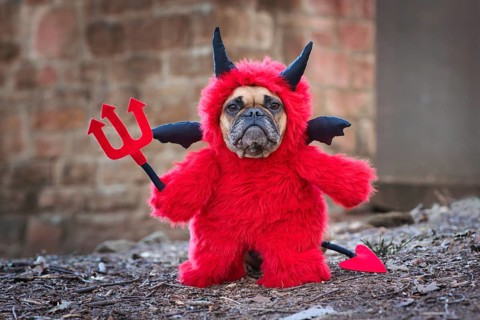 French Bulldog dog with red Halloween devil costume wearing a fluffy full body suit with fake arms holding pitchfork