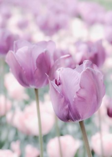 Opium poppy