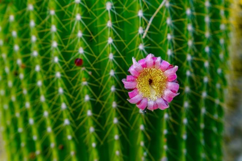 Close-up of a Neobuxbaumia Polylopha cactus with colorful flowers
