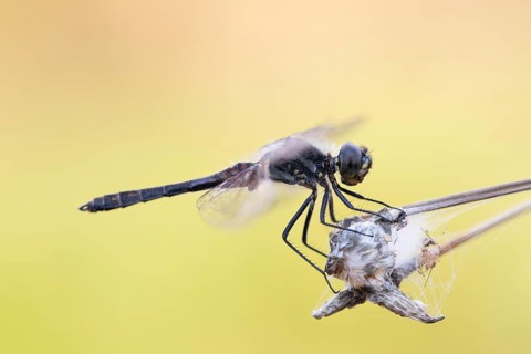 Black darter