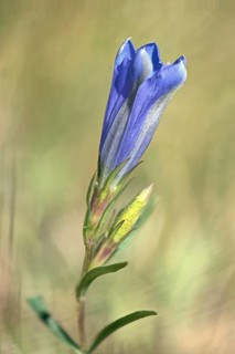 Marsh gentian