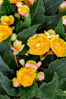 Begonias