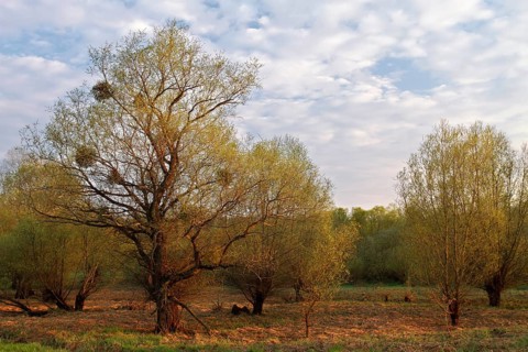 Evening mood in the floodplain forest