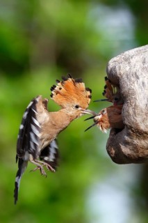 Hoopoe