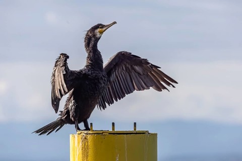 Cormorant