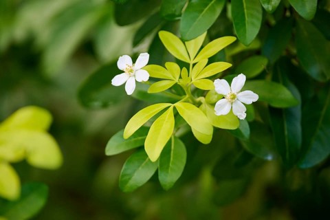 Mexican orange blossom