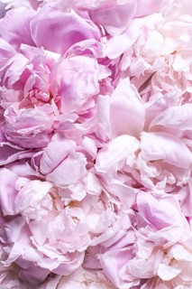 Top view peony petals flowers