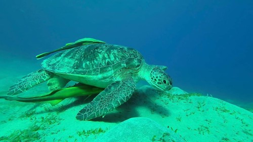 Sea turtle grazing on the seaseabed