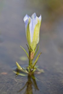 Marsh gentian