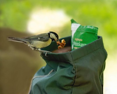 Great tit