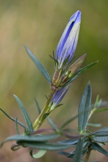 Marsh gentian