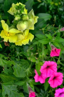 Snapdragon