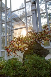 Bonsai