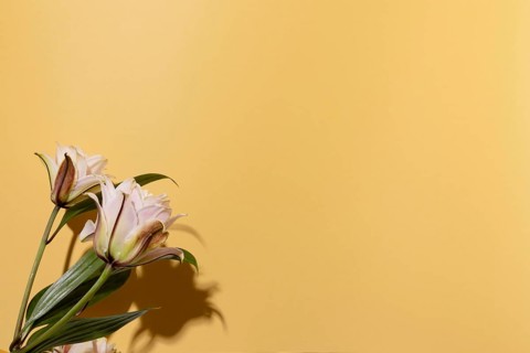 Copy space blooming flowers