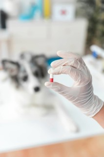 Female veterinarian s hand holding capsule front blur dog clinic