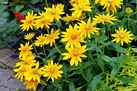 Rough coneflower variety Irish Eyes