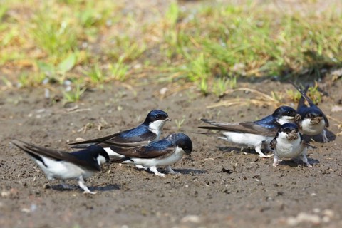 Common house martin