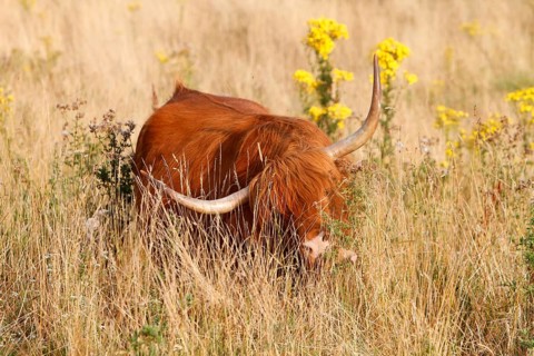 Galloway Highland cattle on pasture