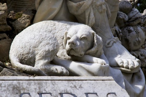 Marble dog