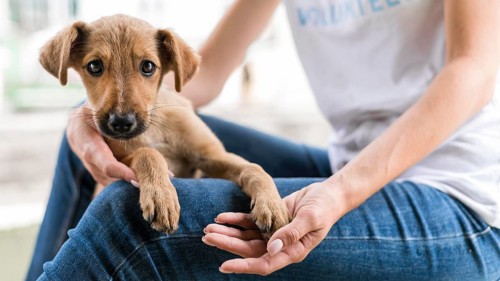Cute rescue dog shelter being held by woman