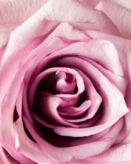 Pink rose