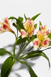 Blossom flower top view