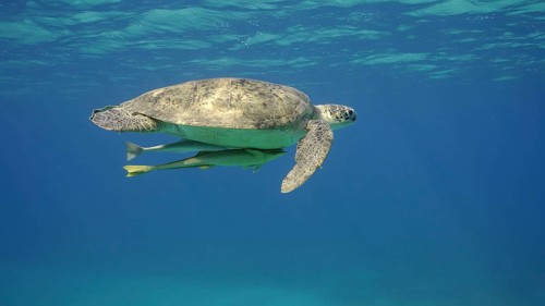 Great Green Sea Turtle