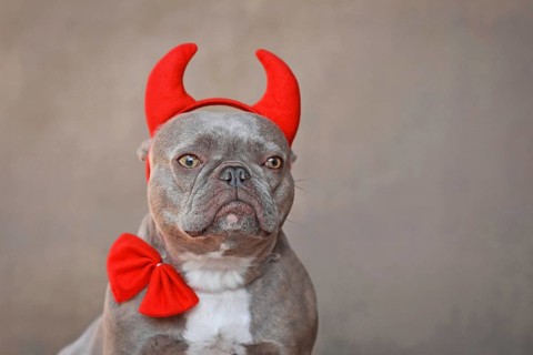 Portrait of French Bulldog dog wearing red devil horns and bow tie in front of gray background
