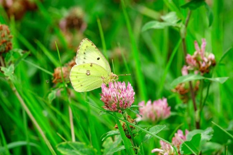 Pale clouded yellow