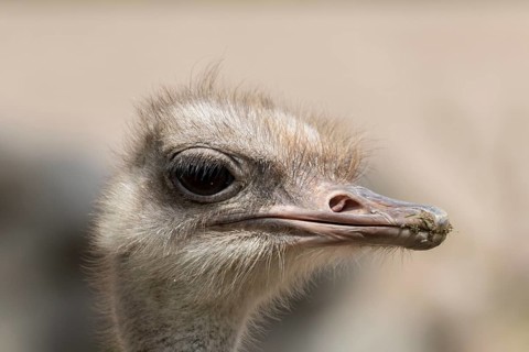 South African ostrich