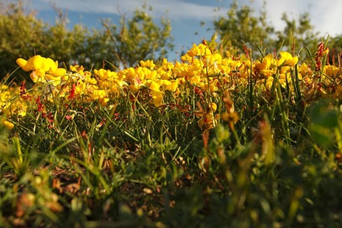 Bird's-foot trefoil