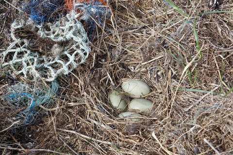 Litter from the sea