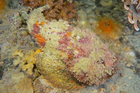Reef stonefish