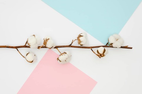 Flat lay cotton flowers colourful background