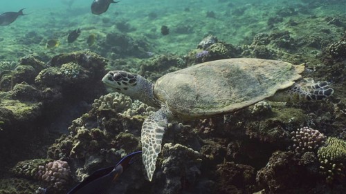 Hawksbill Sea Turtle