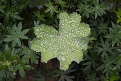 Lady's mantle