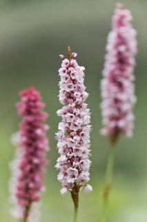 Meadow bistort
