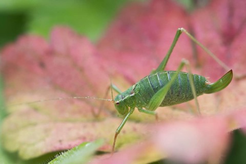 Speckled bush-cricket