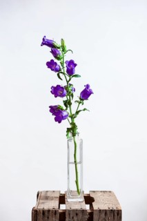 Mary bellflower