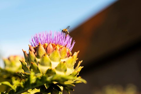 A bee flies onto the flower of an artichoke