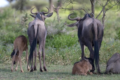 Wildebeest