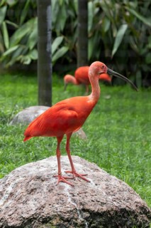 Scarlet ibis
