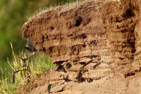 Sand martin